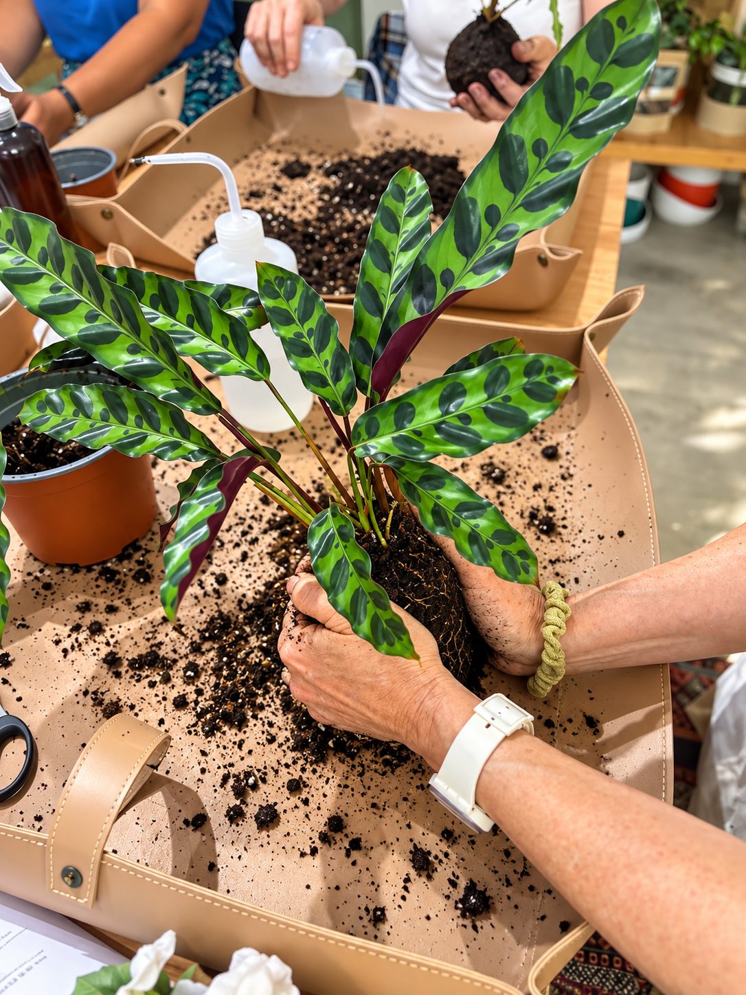 Matinée Jardinage et Plantes — Instant T